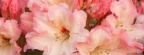 Timeline - Rhododendron Blossoms