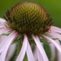 Timeline - Tennessee Coneflower.jpg