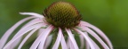 Timeline - Tennessee Coneflower