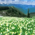 Timeline - A Peak Experience, Olympic National Park, Washington