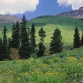 Timeline - Alpine Meadow of Sneezeweed, Asters, Paintbrush, and Hellebore, Sneffels Range, Colorado