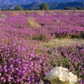 Timeline - Anza Borrego Desert State Park, California