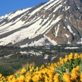 Timeline - Arrowleaf Balsamroot, Eastern Sierra, California