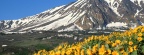 Timeline - Arrowleaf Balsamroot, Eastern Sierra, California