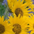 Timeline - Balsamroot and Lupine, Oregon.jpg