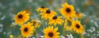 Timeline - Black-Eyed Susans and Daisy Fleabane, Kentucky