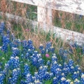 Timeline - Blue Bonnets, Texas Hill Country,  Marble Falls, Texas