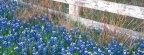 Timeline - Blue Bonnets, Texas Hill Country,  Marble Falls, Texas