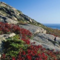 Timeline - Blueberry Foliage, Acadia National Park, Maine