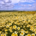 Timeline - Carrizo Plain National Monument, California