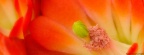 Timeline - Claret Cup Cactus Blossom