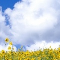 Timeline - Colorado Wildflowers