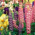 Timeline - Colorful Flower Garden