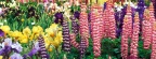 Timeline - Colorful Flower Garden