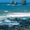 Timeline - Cow Parsnips Along the Del Norte Coast, Redwood National Park, California