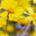 Timeline - Desert Flowers, Carrizo Plain National Monument, California