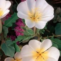 Timeline - Dune Primrose and Sand Verbena