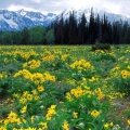 Timeline - Field of Arrowleaf Balsamroot and the Teton Range, Wyoming