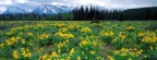 Timeline - Field of Arrowleaf Balsamroot and the Teton Range, Wyoming