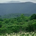 Timeline - Field of Cow Parsnip in Bloom, Hazletop Overlook, Shenandoah National Park, Virginia