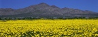 Timeline - Field of Golden Gilia, Saddleback Butte State Park, California