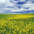 Timeline - Field of Mustard, Palouse Region, Washington
