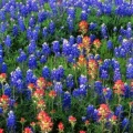 Timeline - Field of Texas Paintbrush and Bluebonnets, Inks Lake State Park, Texas