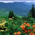 Timeline - Flame Azaleas in Bloom, Appalachian Trail, North Carolina