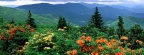 Timeline - Flame Azaleas in Bloom, Appalachian Trail, North Carolina
