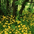 Timeline - Flowering Leopardsbane, Scotland