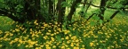 Timeline - Flowering Leopardsbane, Scotland