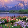 Timeline - Grand Teton and Wildflowers, Wyoming