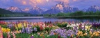 Timeline - Grand Teton and Wildflowers, Wyoming