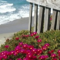 Timeline - Ice Plant, Central Coast, California