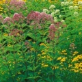 Timeline - Joe-Pye Weed and Black-Eyed Susans