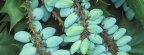 Timeline - Leatherleaf Mahonia