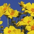 Timeline - Mojave Coreopsis,  Mojave Desert, California