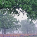 Timeline - Oak Tree Over Texas Paintbrush and Bluebonnets, Texas