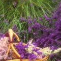 Timeline - Picking Lavender