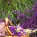 Timeline - Picking Lavender