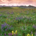Timeline - Prairie Flowers, near East Glacier Park, Montana