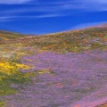 Timeline - Profusion of Wildflowers, Gorman, California