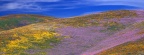 Timeline - Profusion of Wildflowers, Gorman, California