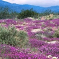 Timeline - Sand Verbena and Dune Evening Primrose, Anza-Borrego Desert State Park, California