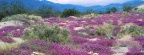 Timeline - Sand Verbena and Dune Evening Primrose, Anza-Borrego Desert State Park, California