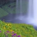 Timeline - Seljalandsfoss Falls and Wildflowers, Iceland