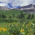 Timeline - Sneezeweeds and Hellebores, Sneffels Range, Colorado