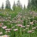 Timeline - Sub Alpine Daisy, Mount Rainier, Washington