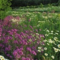 Timeline - Summer Wildflowers, Kentucky.jpg