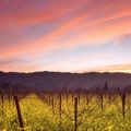 Timeline - Sunset and Wild Mustard, Napa Valley Vineyards, California
